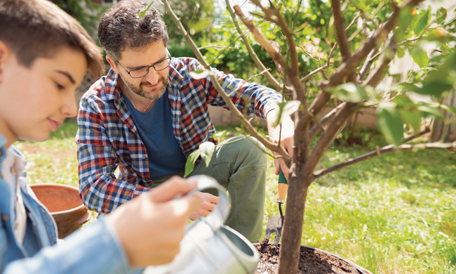 Tree Talk: 4 tips for planting trees
