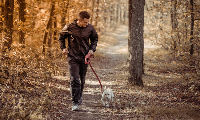 3 Tips for Maintaining a Healthy Lifestyle for Your Dogs